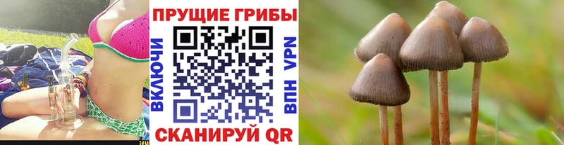 Псилоцибиновые грибы Cubensis  где купить   Курган 